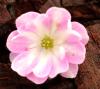 Show product details for Hepatica japonica Miyoshino